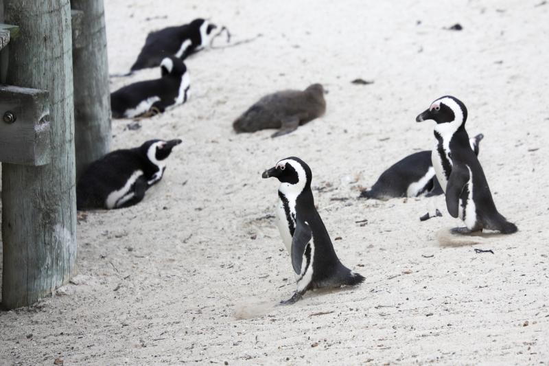 Рой пчел в ЮА убил 63 краснокнижных пингвина