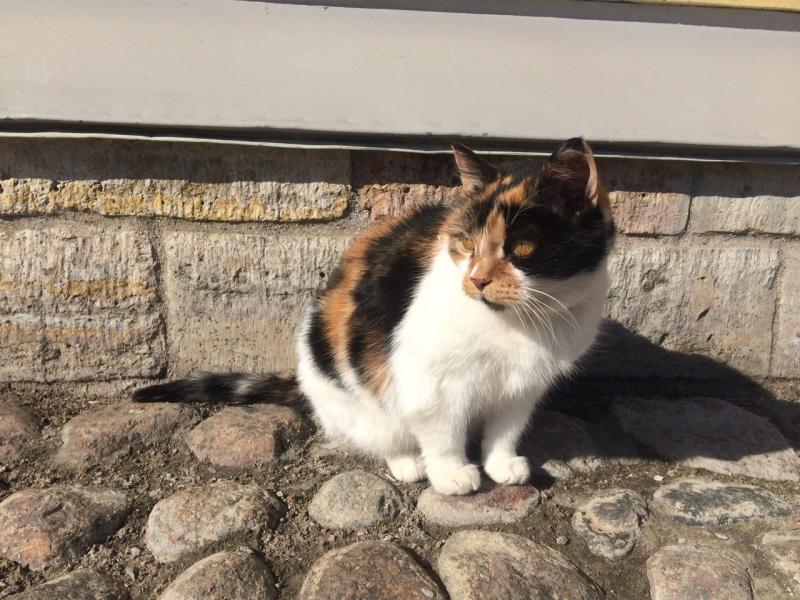 Умерла кошка-хранительница Петропавловской крепости