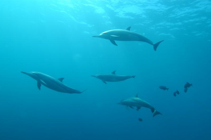 На Фарерских островах во время охоты убили более 1500 дельфинов