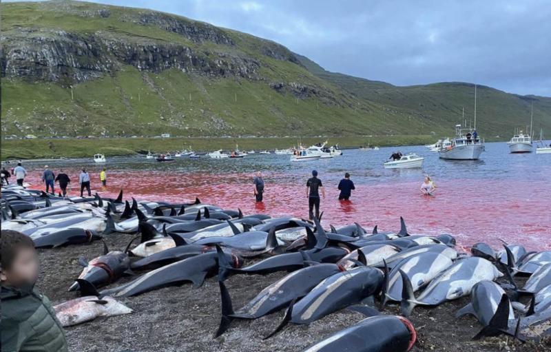 Власти Фарерских островов пересмотрят правила охоты на дельфинов