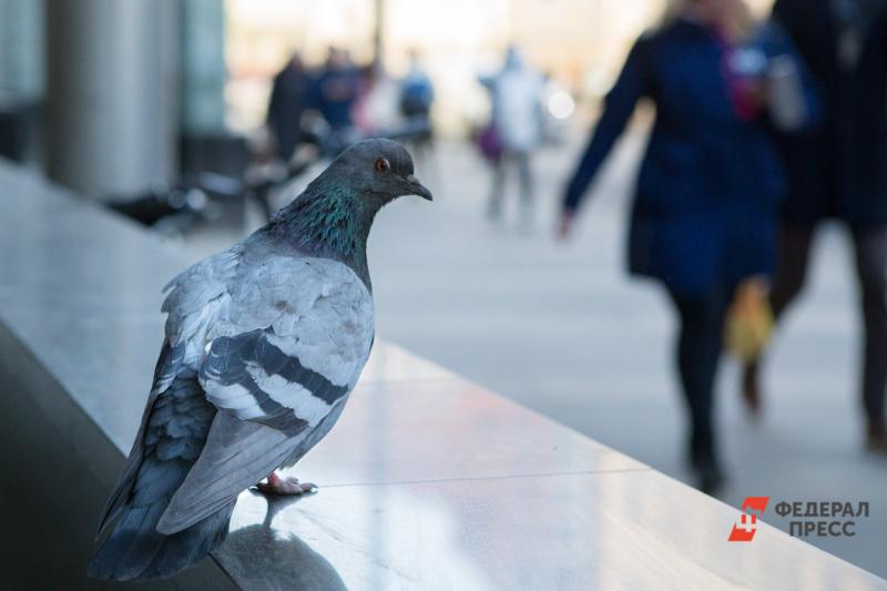 В Челябинске сделали стол для голубей