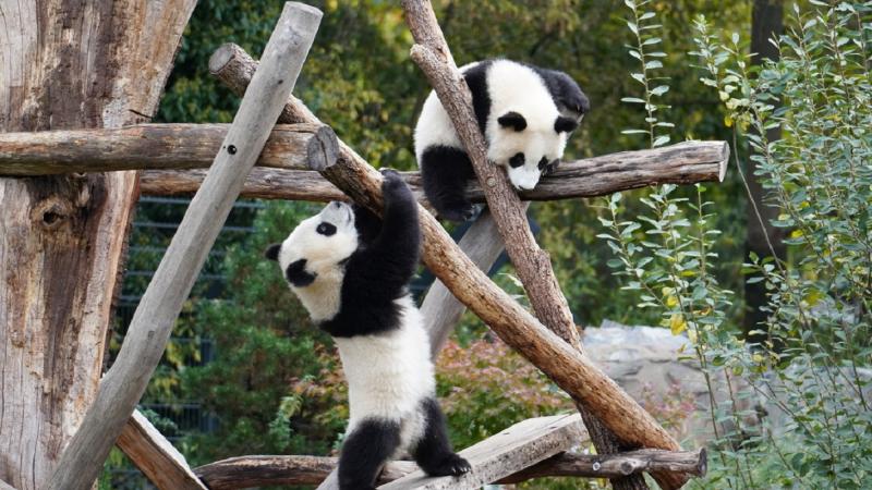 Последний раз панды-близнецы рождались в зоопарке в 2010 году