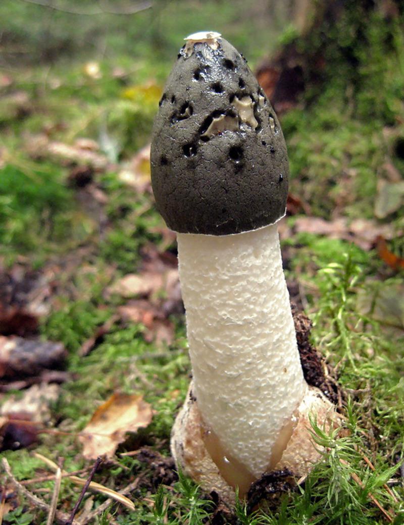 Самые удивительные грибы планеты