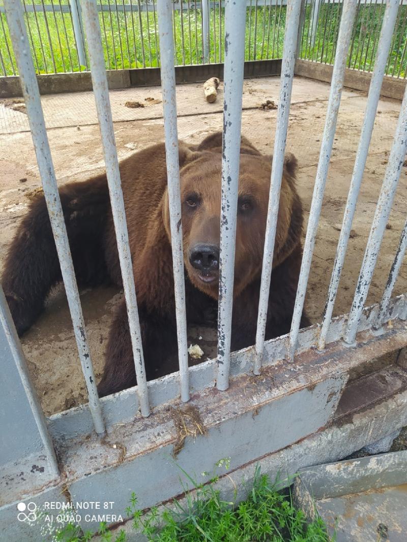 Активисты бьют тревогу из-за саткинского медведя в грязном вольере