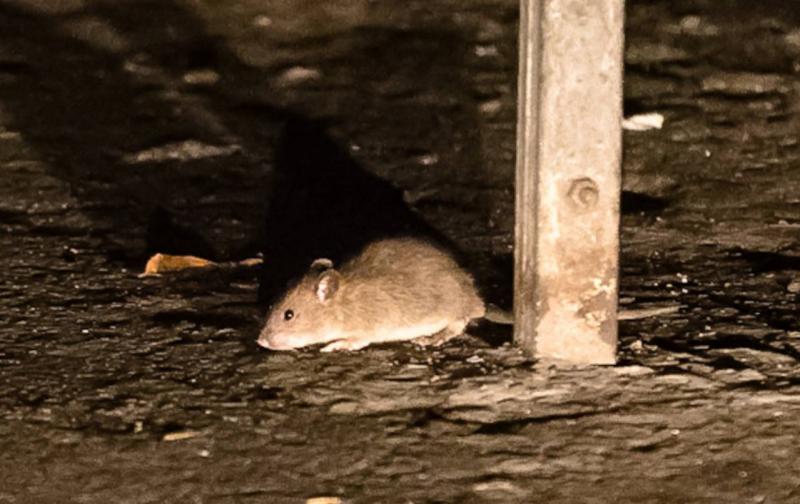 В Миассе проведут обработку дома, который атаковали крысы