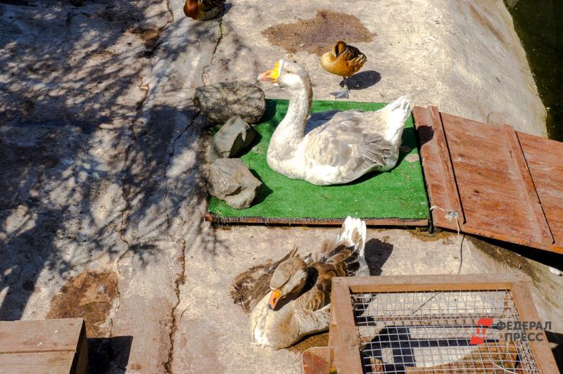 В Челябинске из-за птичьего гриппа частично закрыли зоопарк