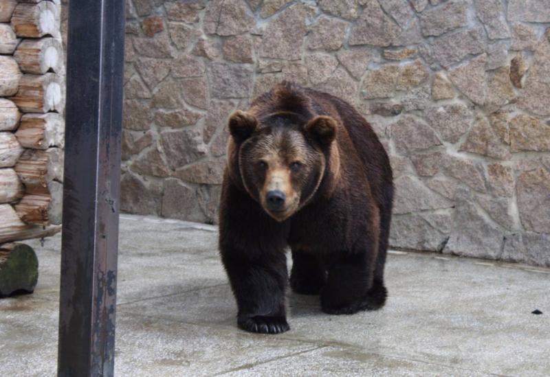 В зоопарке Челябинска насмерть отравились медведи и олени