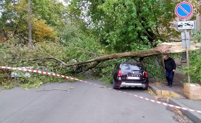 В Петербурге старые деревья начали падать на авто из-за сильного ветра