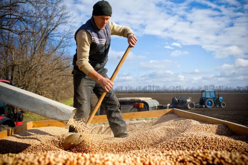 На данный момент производители намолотили 139,8 тысяч тонн зерна