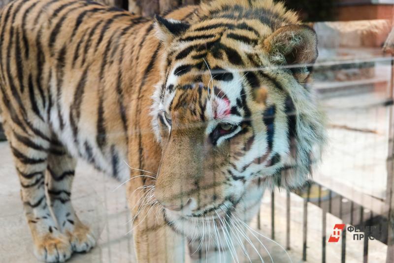 Восстанавливать популяцию туранского тигра будут помогать ЮНЕСКО и ряд международных организаций