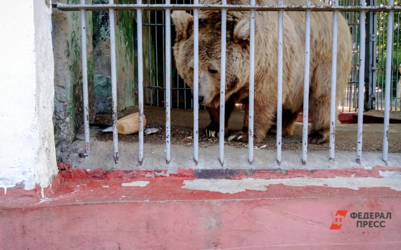 В Челябинске возбудили уголовное дело из-за отравление медведей в зоопарке