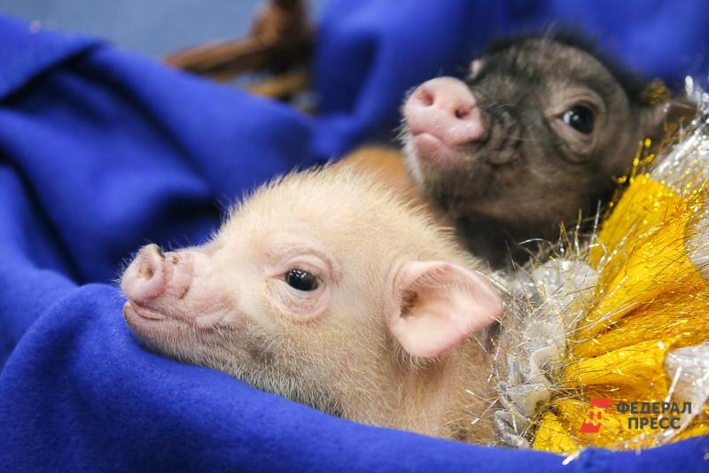 На Южном Урале объявили ЧС из-за очага африканской чумы свиней