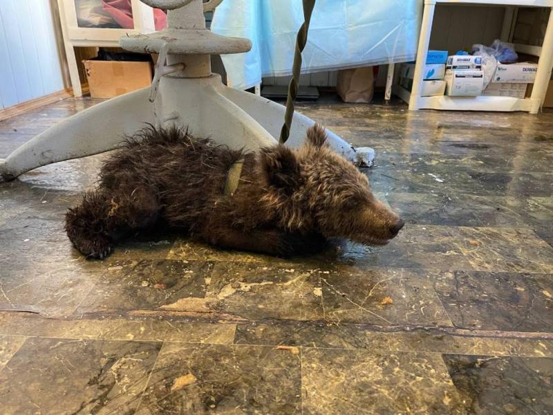 В Челябинске спасают жизнь медвежонка, найденного на границе с Башкирией