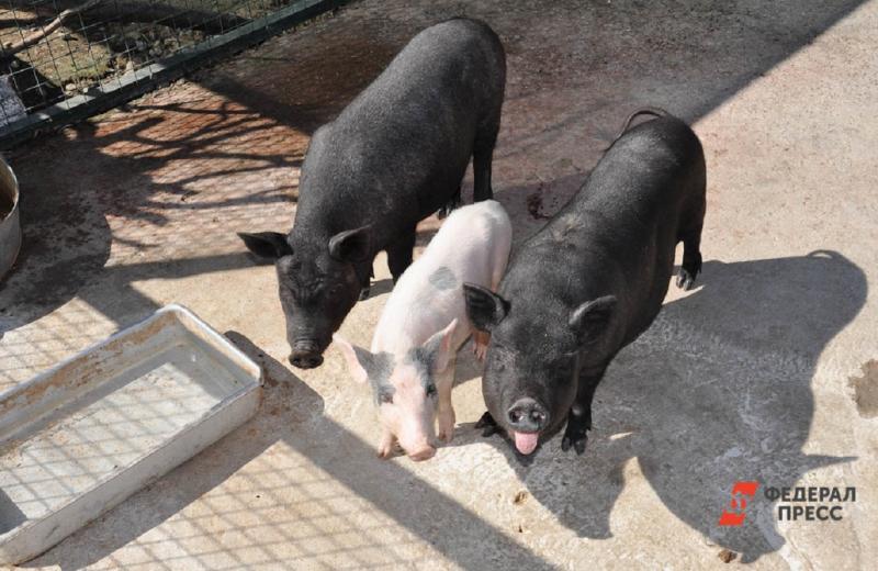 Африканская чума свиней поражает только этих животных