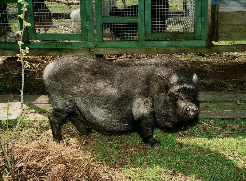 В Свердловской области эпидемия африканской чумы свиней