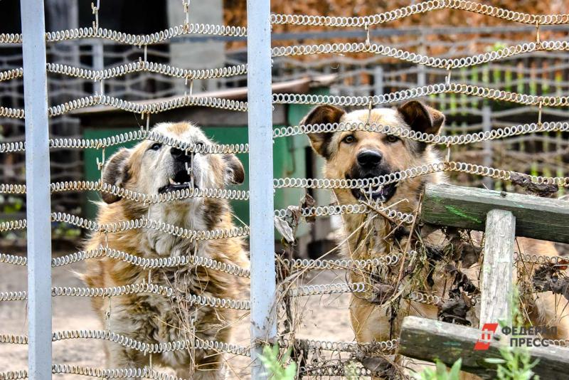 На территории детского сада уже три месяца бродят собаки