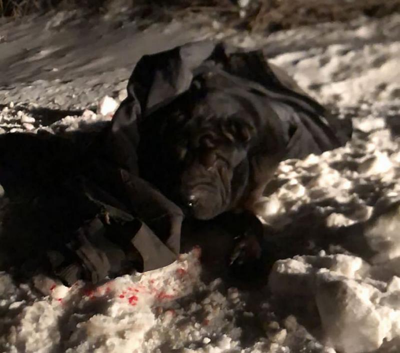В Новосибирске застрелили собаку