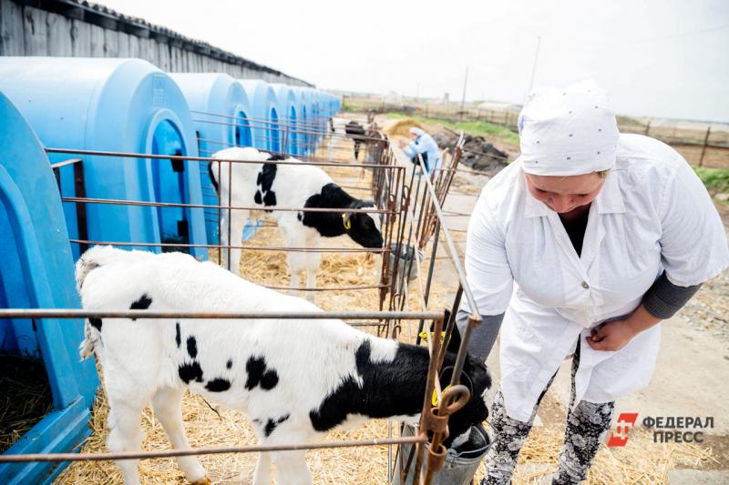 Среди новых проектов в регионе – молочно-товарная ферма