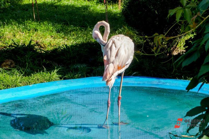 Фламинго прилетели размножаться и зимовать в комфортных условиях