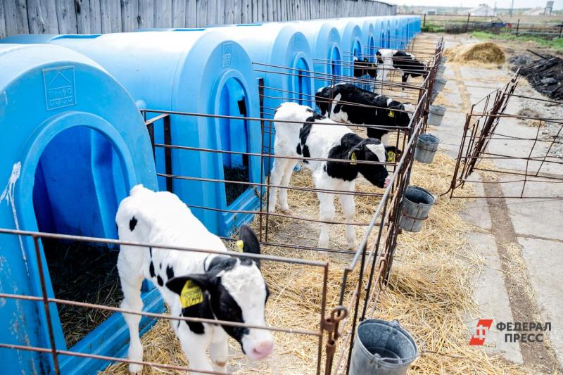 Завод по производству кормов для животных построят в 2022 году