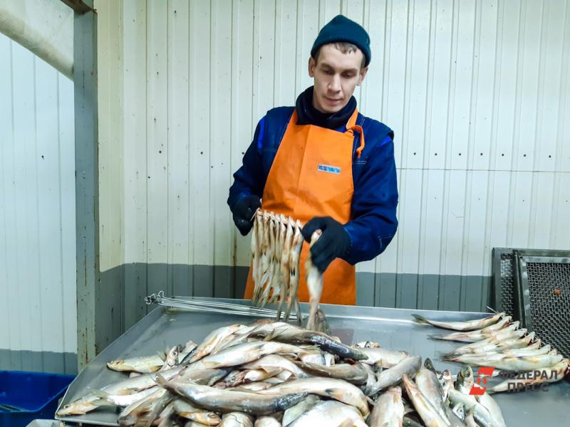 В регионе не смогли заготовить нужное количество рыбы