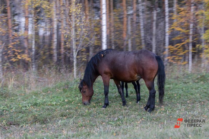 В Челябинске продают коня стоимостью в два годовых бюджета региона