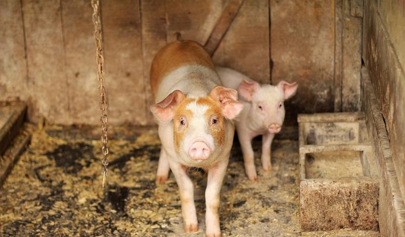 Чума свиней в Псковской области