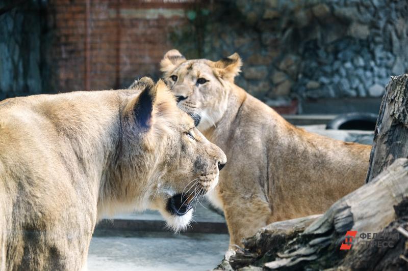 В челябинском зоопарке умер 20-летний лев