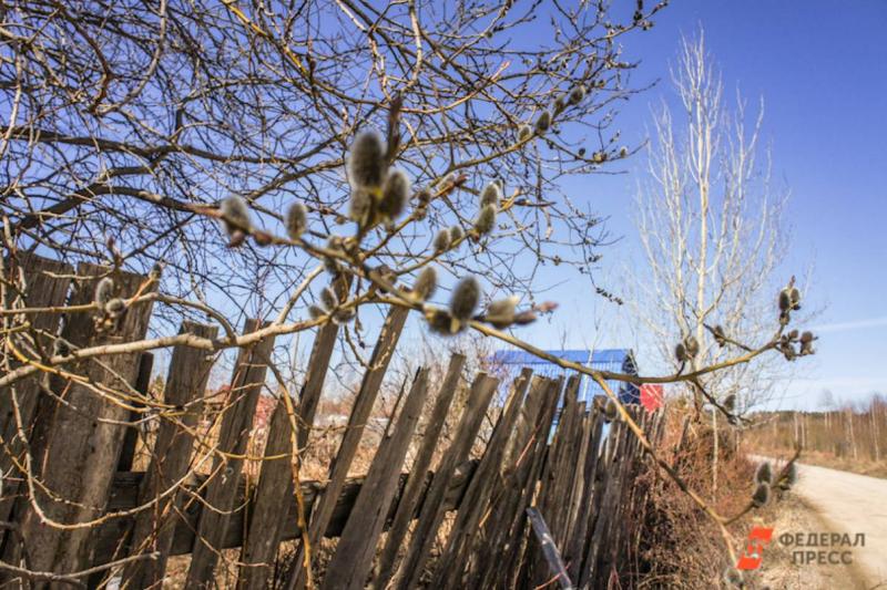 В Челябинской области из-за аномально теплой зимы распустилась верба