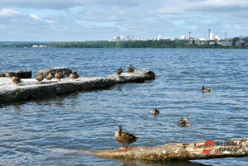 «Кубой» называют пляж на Большом Конном полуострове в Екатеринбурге