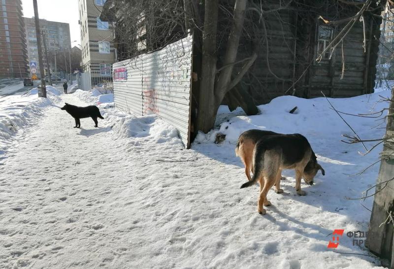 В 2021 году в Новокузнецке остро стояла проблема бродячих собак. нападавших на детей и взрослых