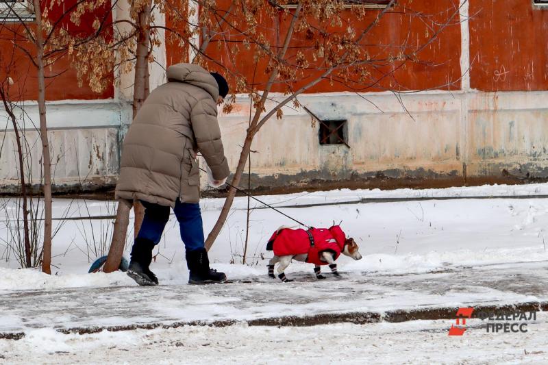 собака