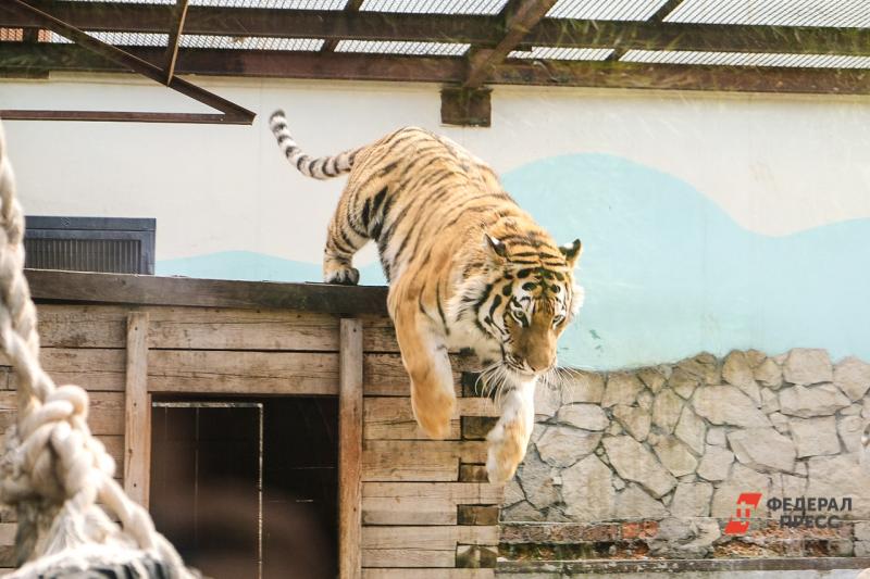Тигр держит в страхе поселок в Хабаровске