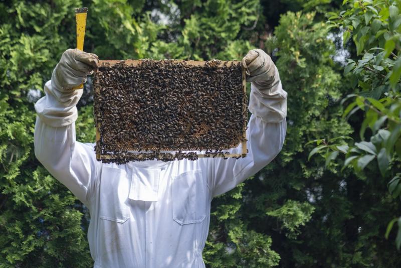 Пчеловодство очень распространено в Башкирии и считается традиционным промыслом