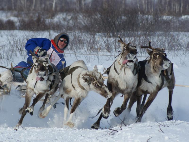 Олени