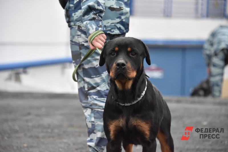 В сургутской школе искали бомбу