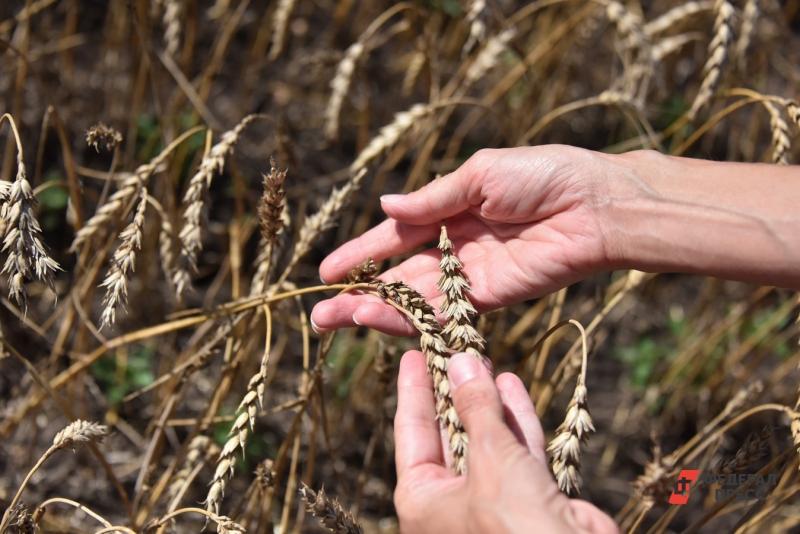 Магниевые удобрения улучшают рост зерновых культур