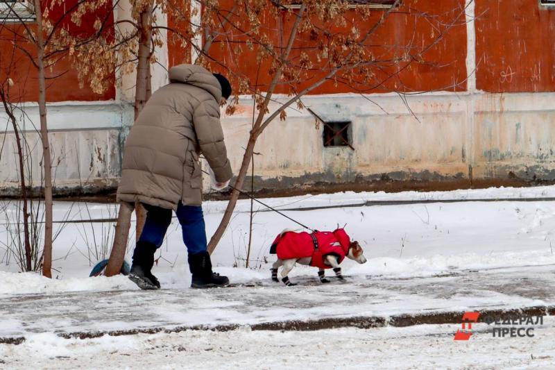 Убийство собаки