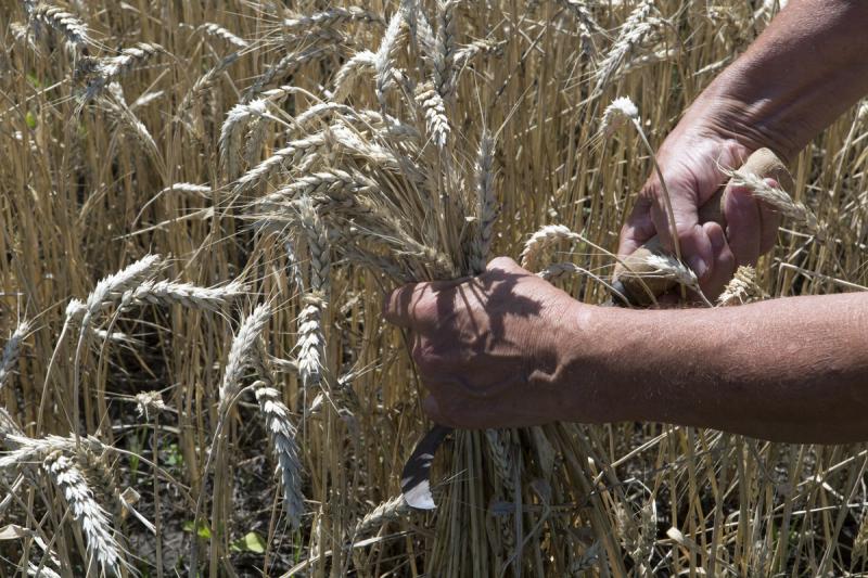 Цена за бушель пшеницы превысила 10 долларов