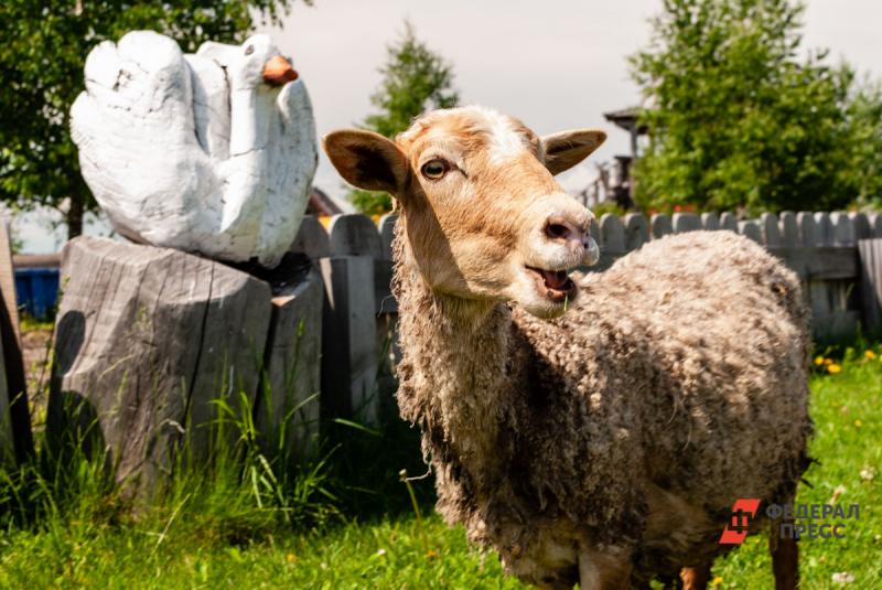 Утверждены правила предоставления субсидий на возмещение части затрат на приобретение овец, коз, КРС