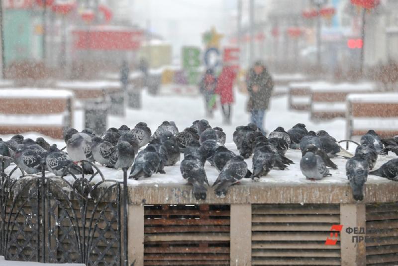 Заморозки в Екатеринбурге