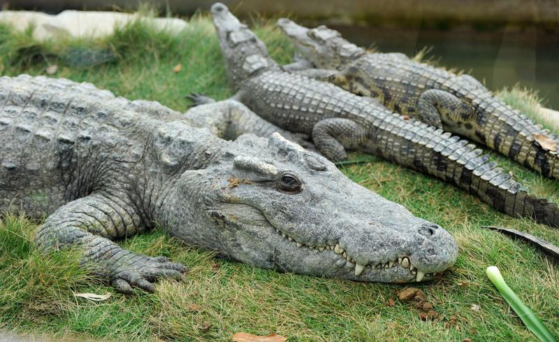 Крокодилы могли сбежать из зоопарка