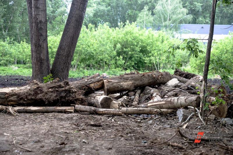 Жители бьют тревогу из-за вырубки деревьев в ГМР