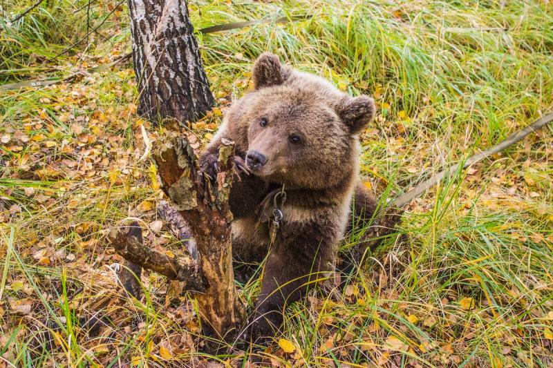 Специалисты продолжают поиски медведя