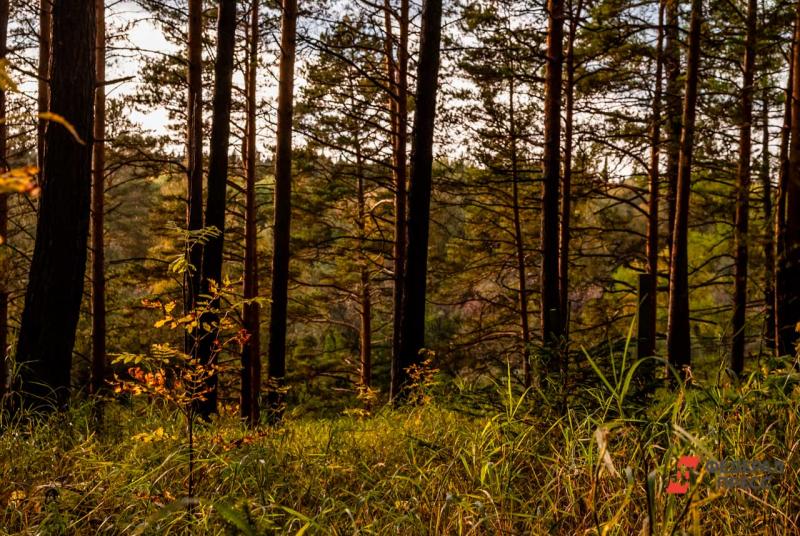 Посещать леса на Сахалине можно