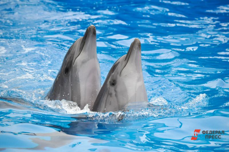 В Росприроднадзоре не нашли причину гибели дельфинов