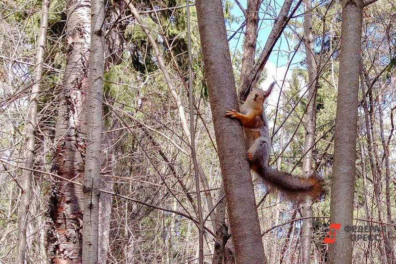 Регион расположен в различных лесоклиматических зонах