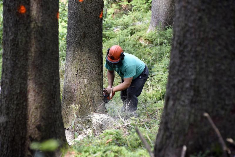 В вопросах использования лесов Нижегородская область занимает одну из лидирующих позиций