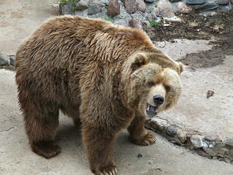 Медведь ворвался в жилой дом