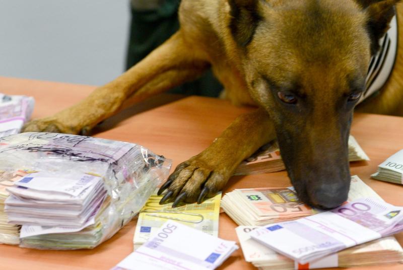 Служебная собака обнюхивает банкноты